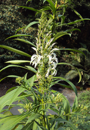 Cây Bã thuốc. Lobelia nicotianifolia Hope ex Roth - Cây Thuốc Nam Quanh Ta